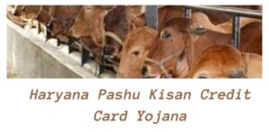 Haryana Pashu Kisan Credit Card Yojana